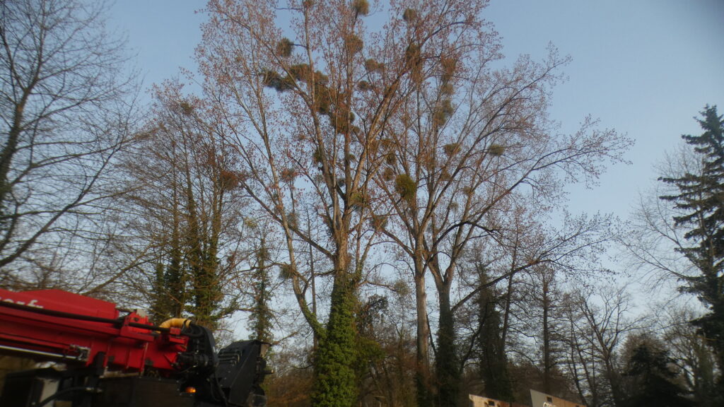 L’aspect des 3 peupliers avant les travaux de démontage – Espaces verts – Domaine de l'Île, Illkirch-Graffenstaden