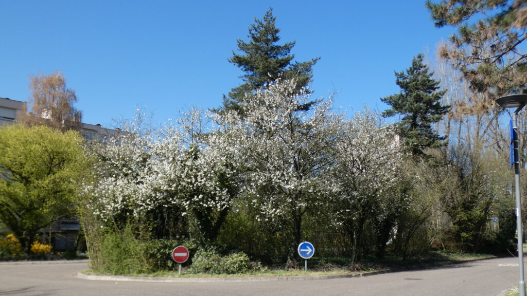 Espaces verts – Domaine de l'Île, Illkirch-Graffenstaden